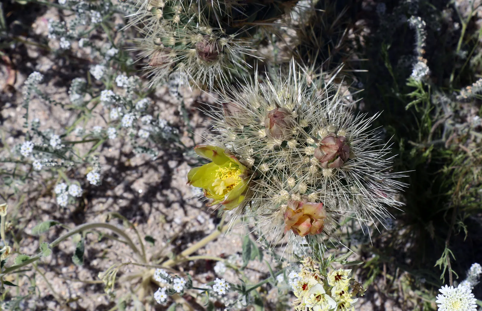 Buckhorn Cholla (Cylindropuntia Acanthocarpa) — offering both aesthetic appeal and wildlife support; this cactus is highly drought-tolerant and should be