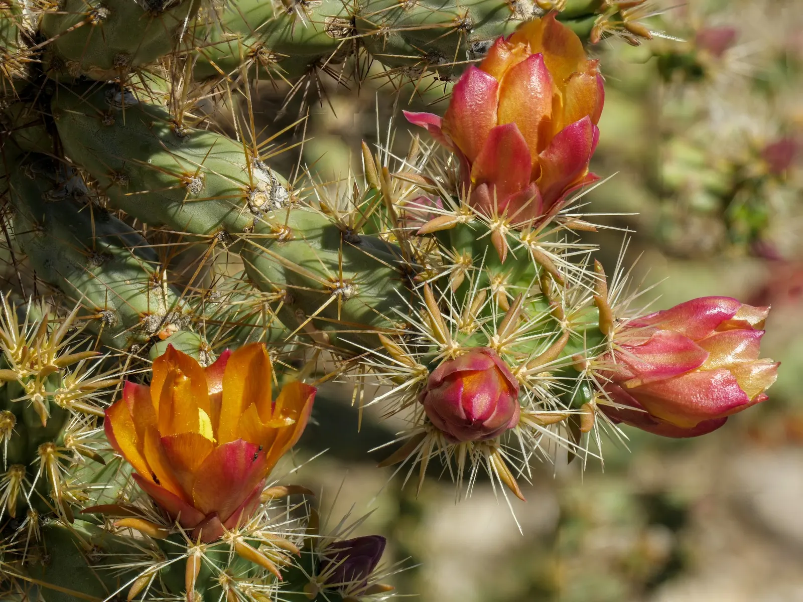 Buckhorn Cholla (Cylindropuntia Acanthocarpa) — is a distinctive cactus native to the deserts of the American Southwest