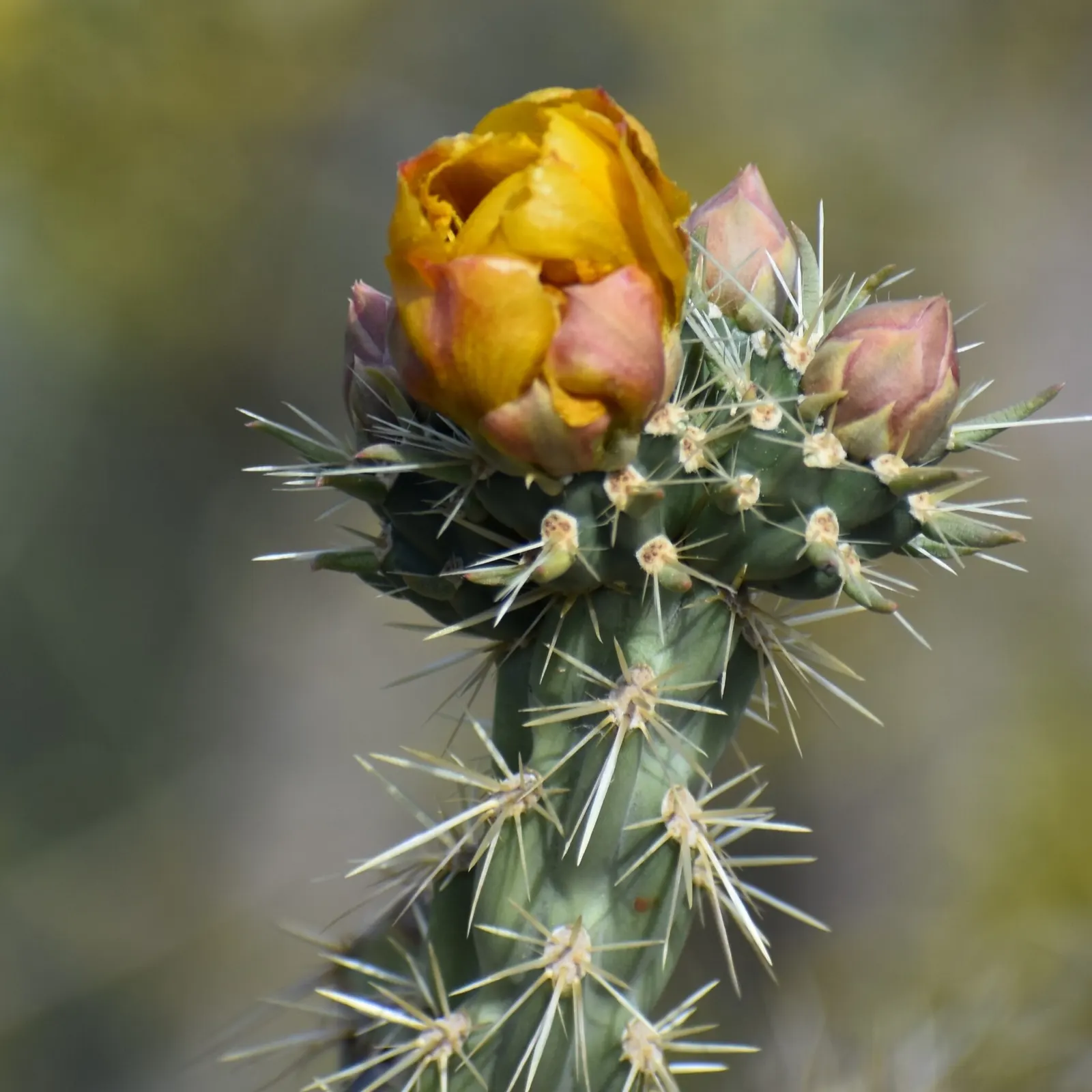 Buckhorn Cholla (Cylindropuntia Acanthocarpa) — Buckhorn Cholla (Cylindropuntia acanthocarpa) is a resilient cactus, thriving in USDA zones 9-11; caution