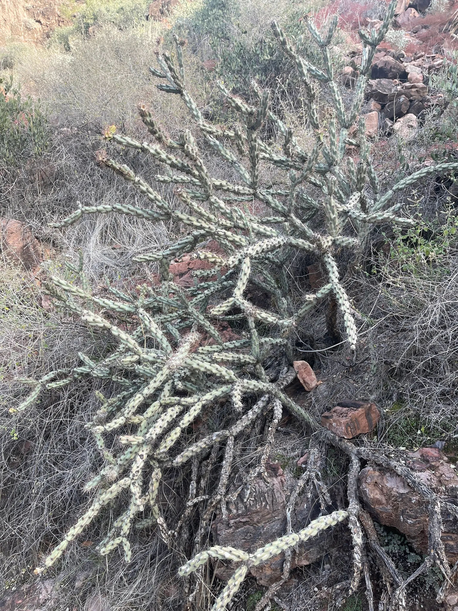 Buckhorn Cholla (Cylindropuntia Acanthocarpa) — scientifically known as Cylindropuntia acanthocarpa; with flowers exhibiting hues of greenish-yellow
