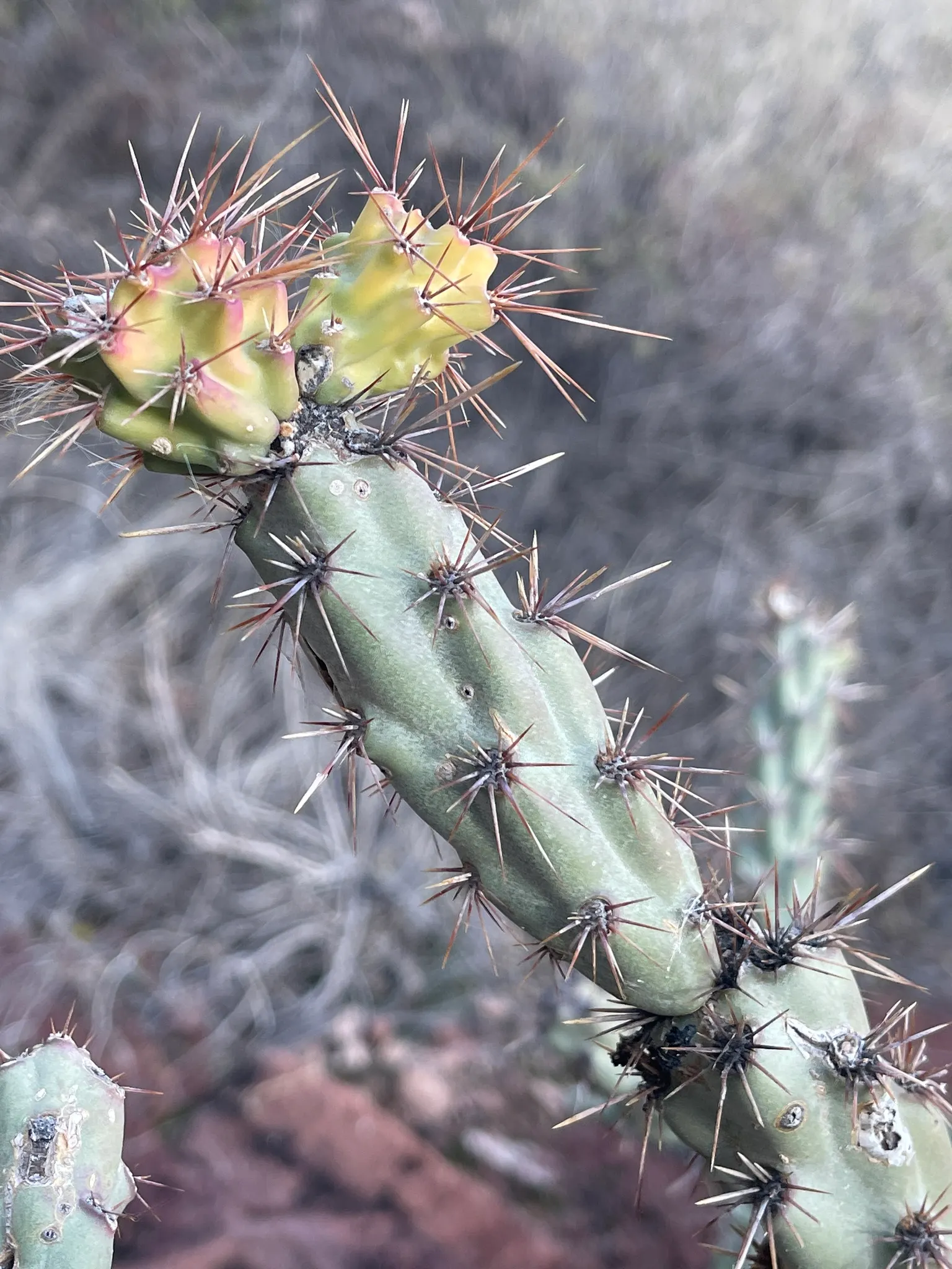 Buckhorn Cholla (Cylindropuntia Acanthocarpa) — This rugged perennial is renowned for its prolific branching; keep away from high-traffic areas