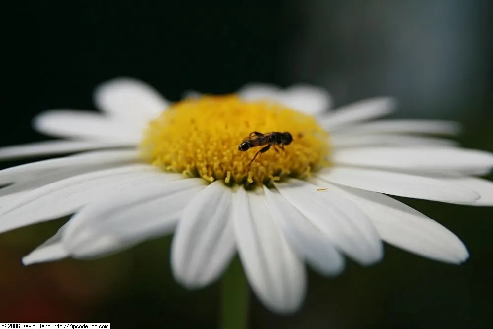 Shasta Daisy (Leucanthemum X Superbum) — Leucanthemum x superbum, commonly known as Shasta Daisy, is a perennial favorite with robust foliage