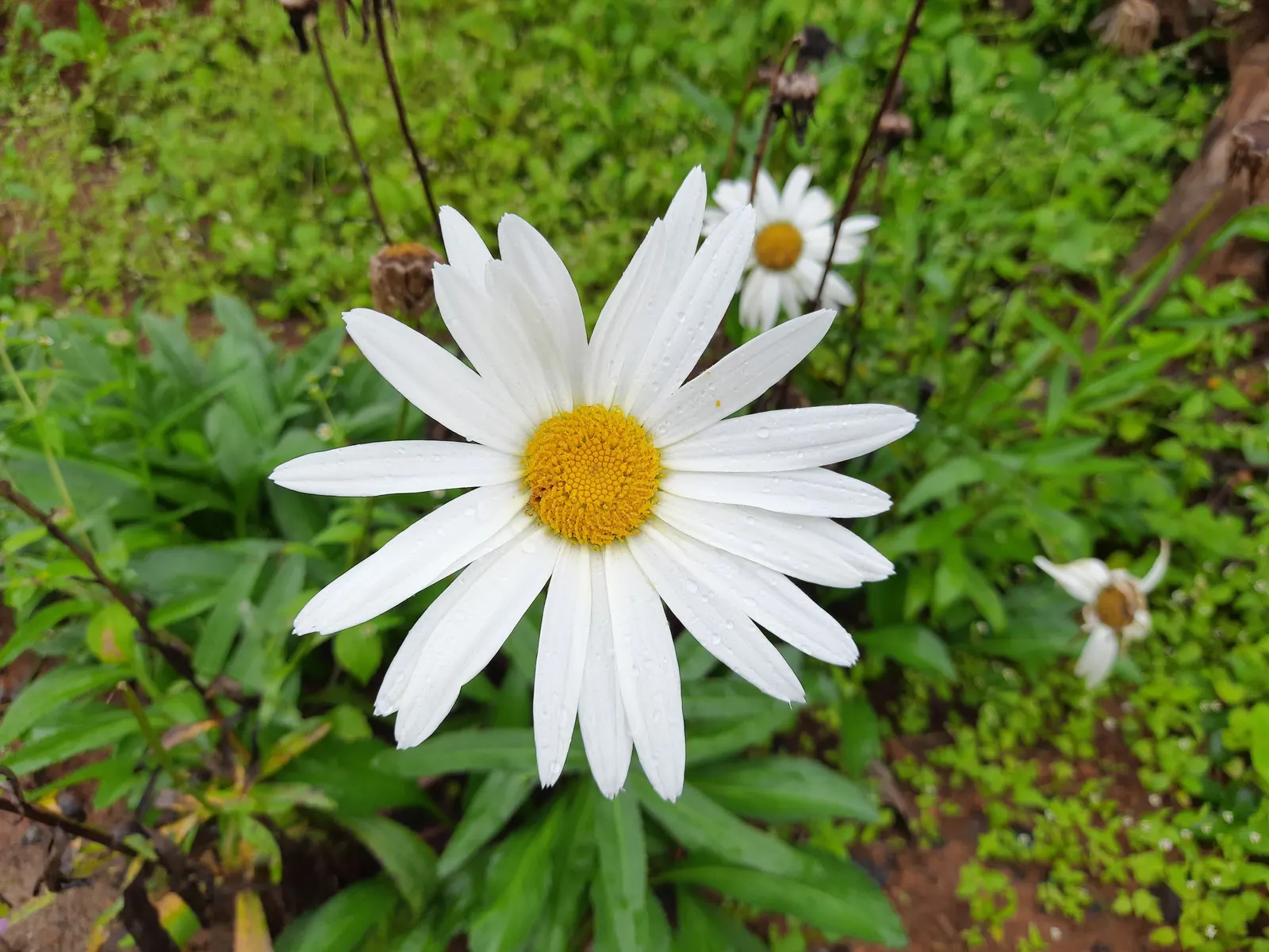Shasta Daisy (Leucanthemum X Superbum) — Leucanthemum x superbum, commonly known as Shasta Daisy, is a perennial favorite with robust foliage; its, image 49