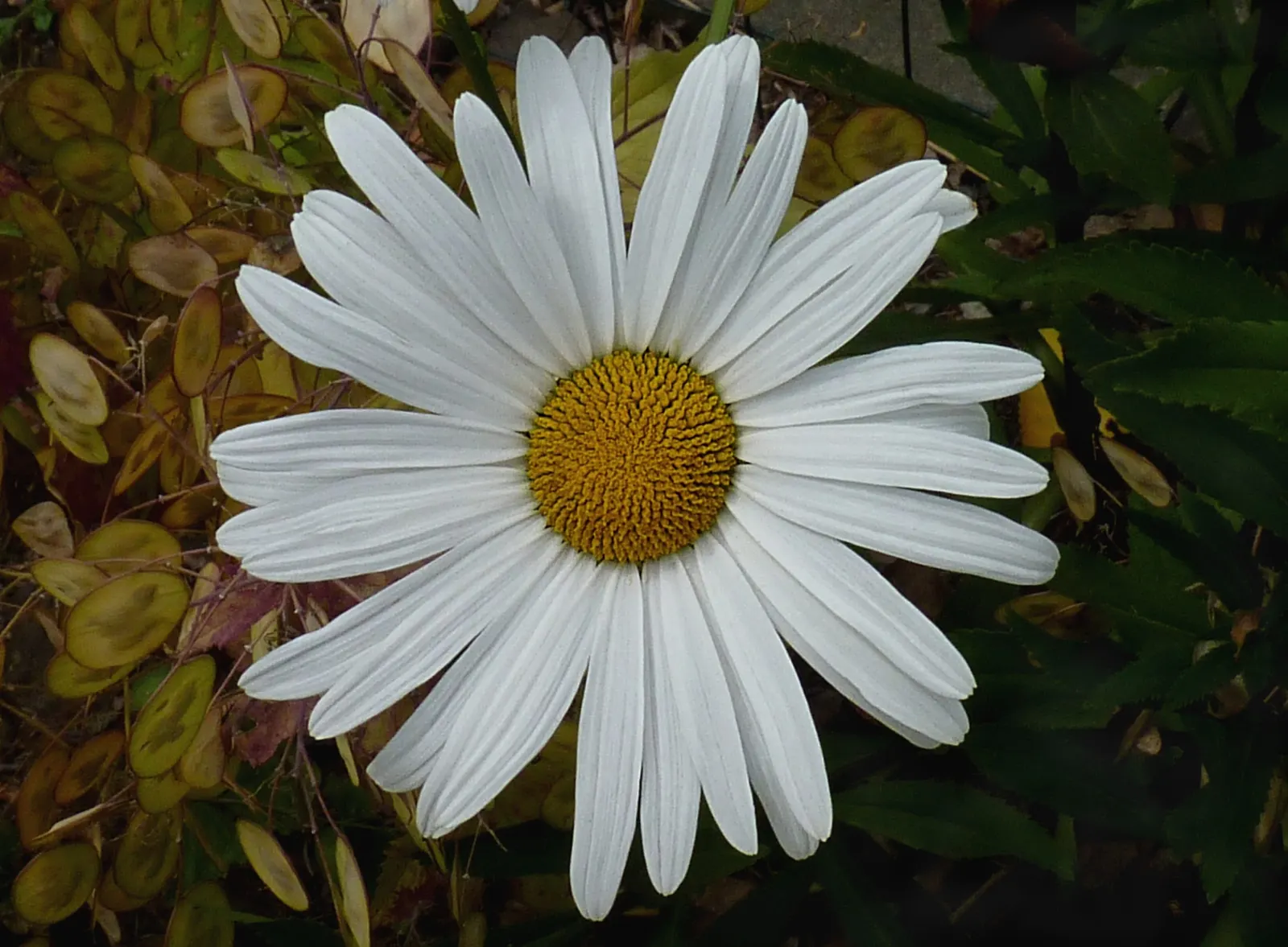 Shasta Daisy (Leucanthemum X Superbum) — Weekly watering is recommended, with increased frequency during dry spells; perennial with multi-colored and white and