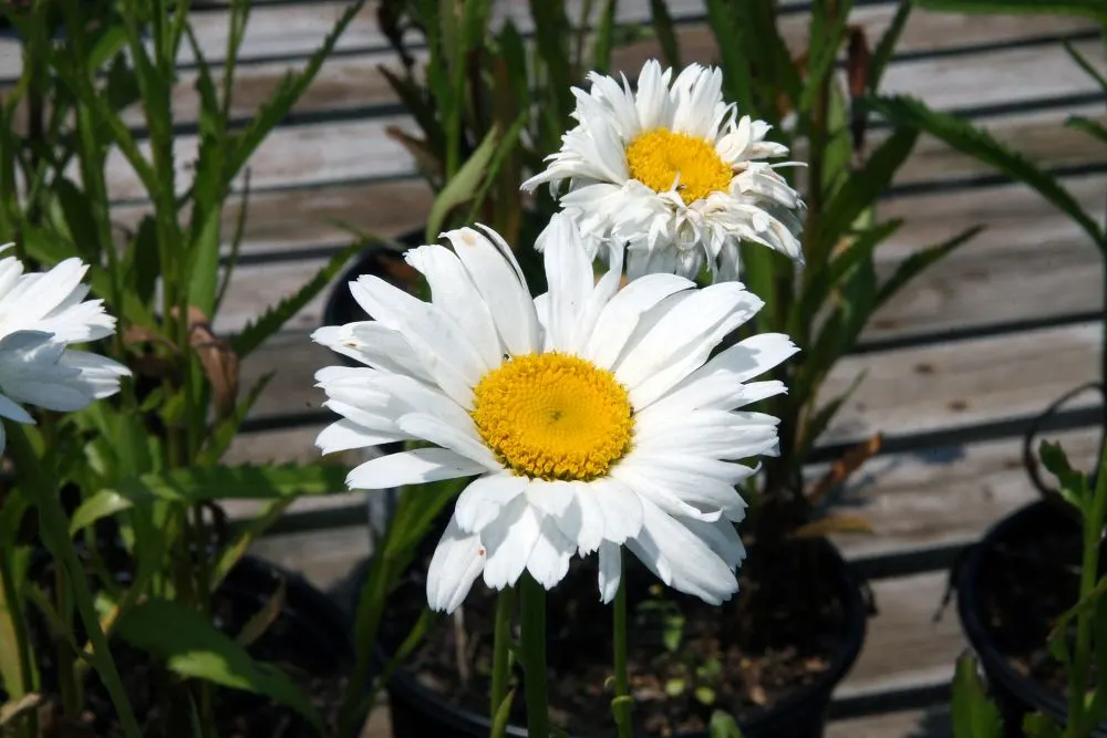 Shasta Daisy (Leucanthemum X Superbum) — multi-colored and white and yellow flowers in the garden; is a perennial favorite in many gardens due to its classic