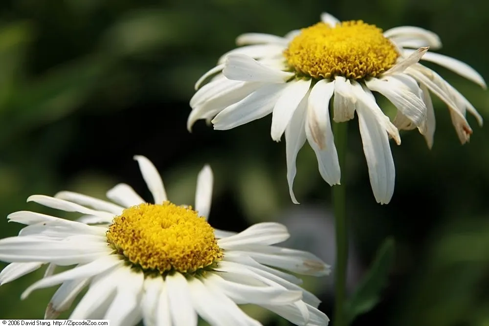 Shasta Daisy (Leucanthemum X Superbum) — measuring between 2 to 3 inches across; shasta Daisies prefer full sun exposure but can tolerate partial, image 57