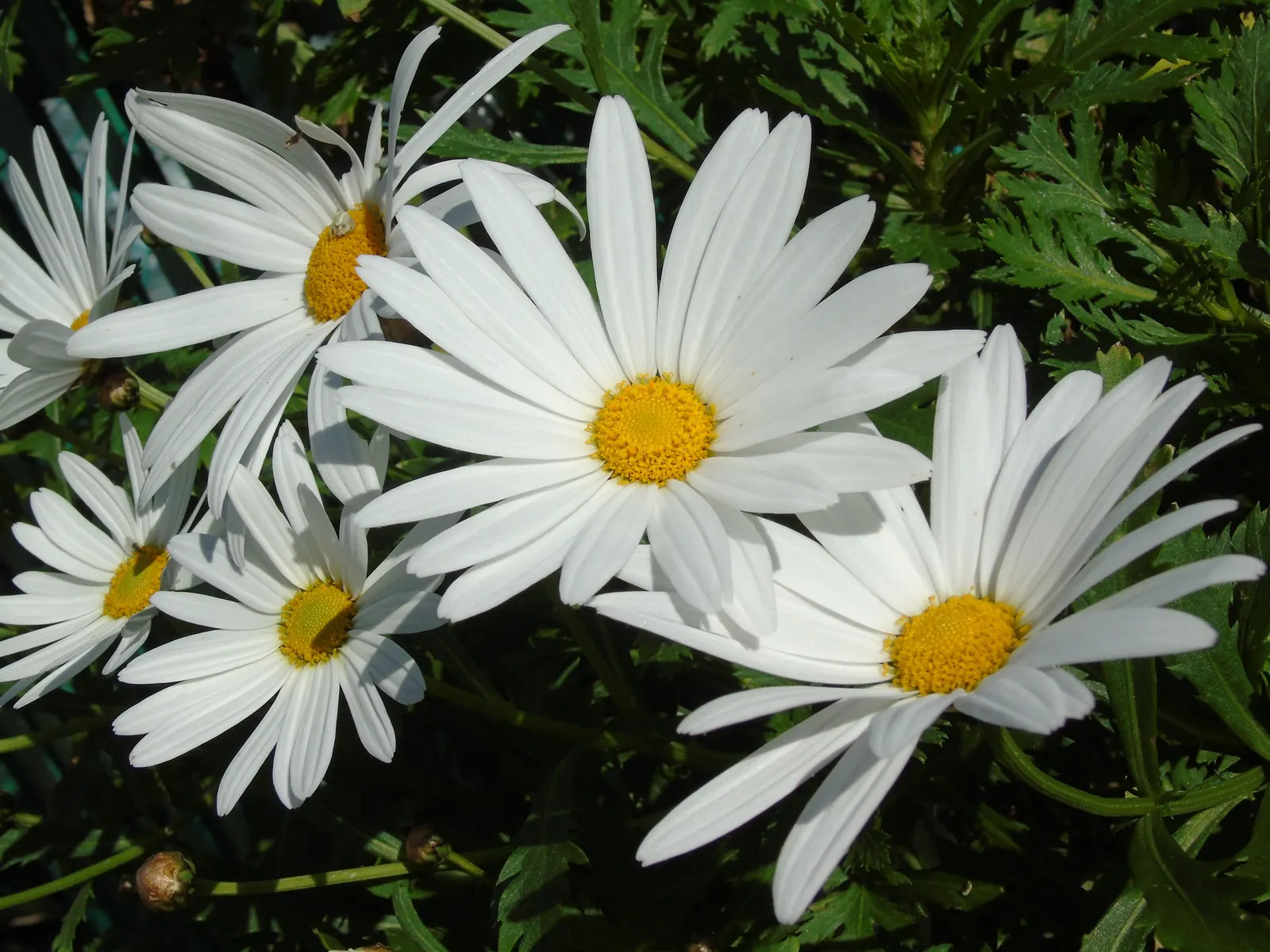 Shasta Daisy (Leucanthemum X Superbum) — create a vibrant display from early summer through late summer
