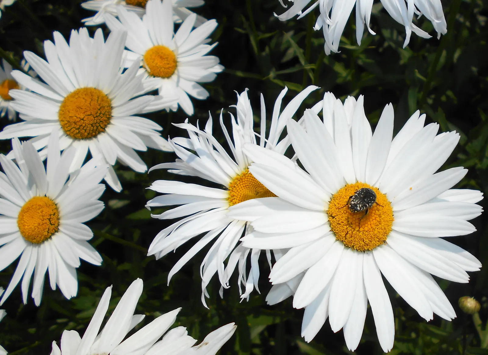 Shasta Daisy (Leucanthemum X Superbum) — They pair beautifully with other perennials such as lavender, coneflowers, and salvia