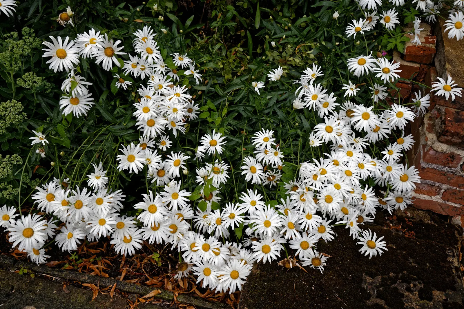 Shasta Daisy (Leucanthemum X Superbum) — perennial with multi-colored and white and yellow blooms; weekly watering is recommended, with increased, image 71