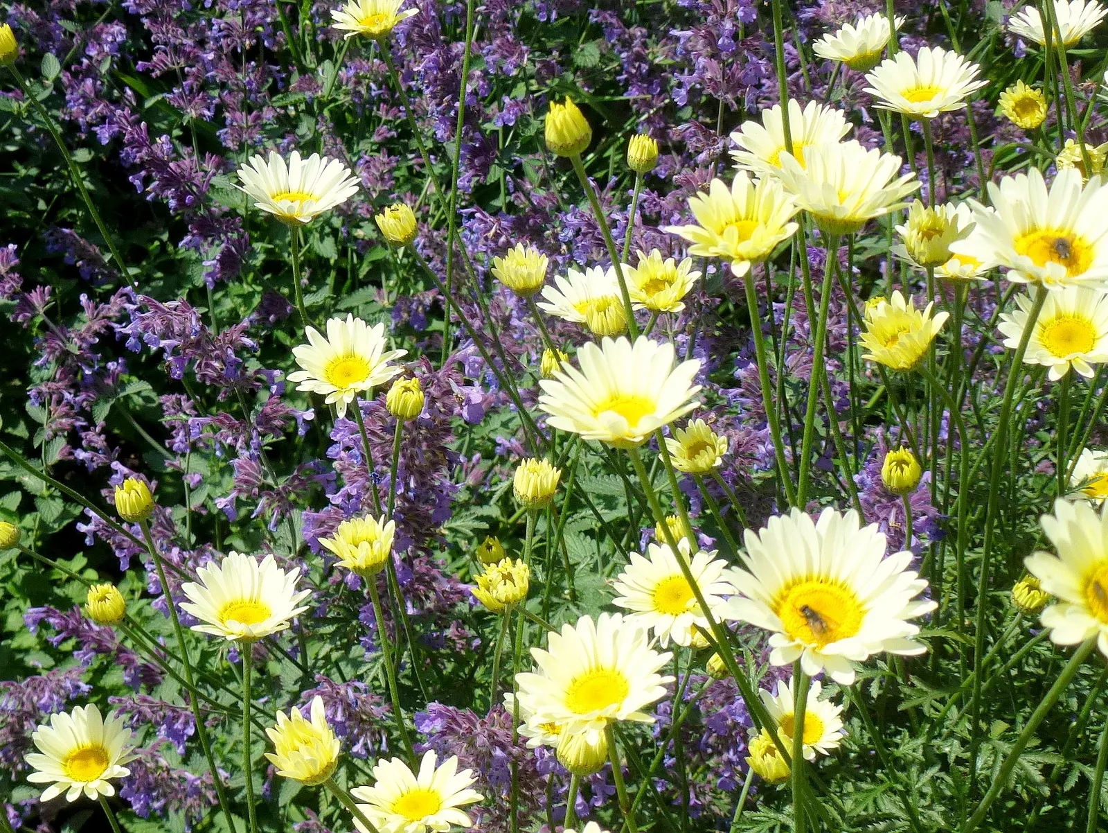 Shasta Daisy (Leucanthemum X Superbum) — This robust plant typically reaches heights of 2 to 3 feet and can spread out to about 1 to 2 feet; this, image 56