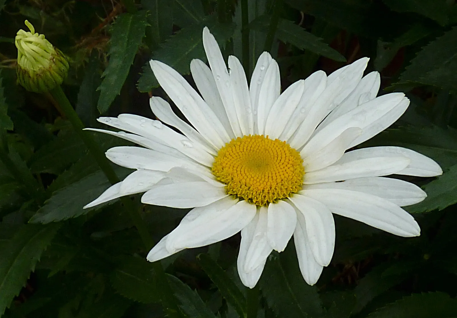 Shasta Daisy (Leucanthemum X Superbum) — Thriving in full sun, it reaches heights of 2-3 feet and spreads up to 2 feet; thanks to their height and, image 51