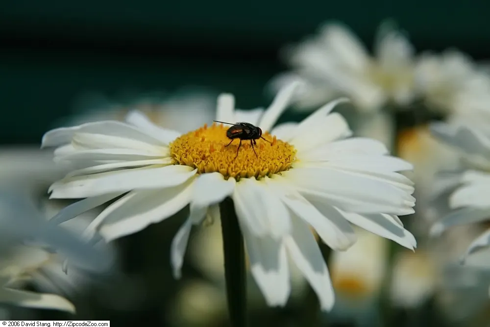 Shasta Daisy (Leucanthemum X Superbum) — This hardy plant requires well-drained soil and benefits from deadheading to promote prolonged flowering