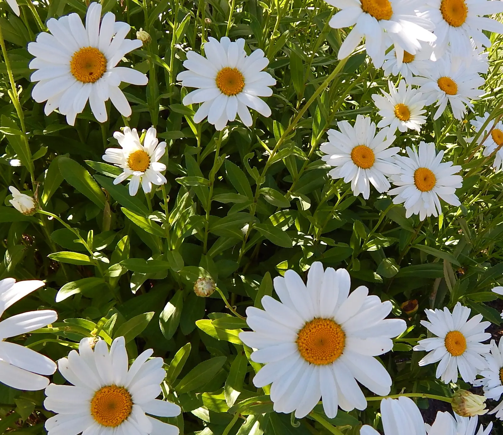 Shasta Daisy (Leucanthemum X Superbum) — Its bloom season extends from early summer to early fall, making it a garden staple; leucanthemum x superbum, commonly