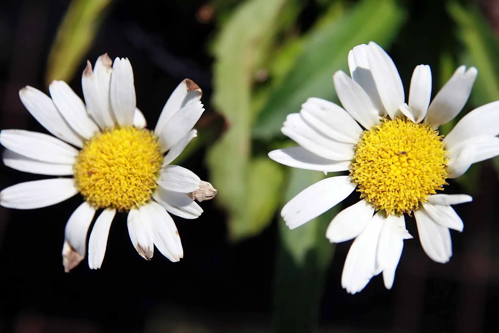 Shasta Daisy (Leucanthemum X Superbum) — is a perennial favorite in many gardens due to its classic beauty and ease of care; multi-colored and white and yellow