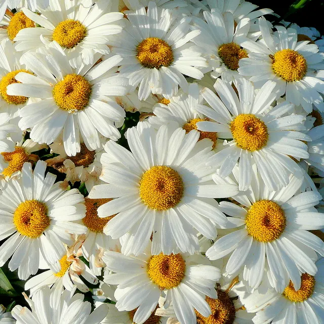 Shasta Daisy (Leucanthemum X Superbum) — Shasta Daisies prefer full sun exposure but can tolerate partial shade
