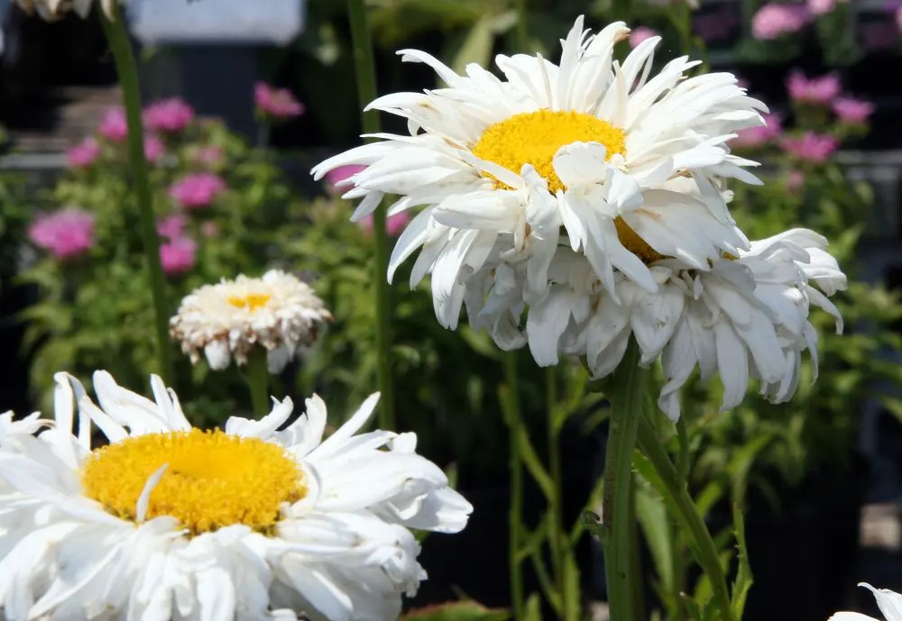 Shasta Daisy (Leucanthemum X Superbum) — For optimal health and flowering