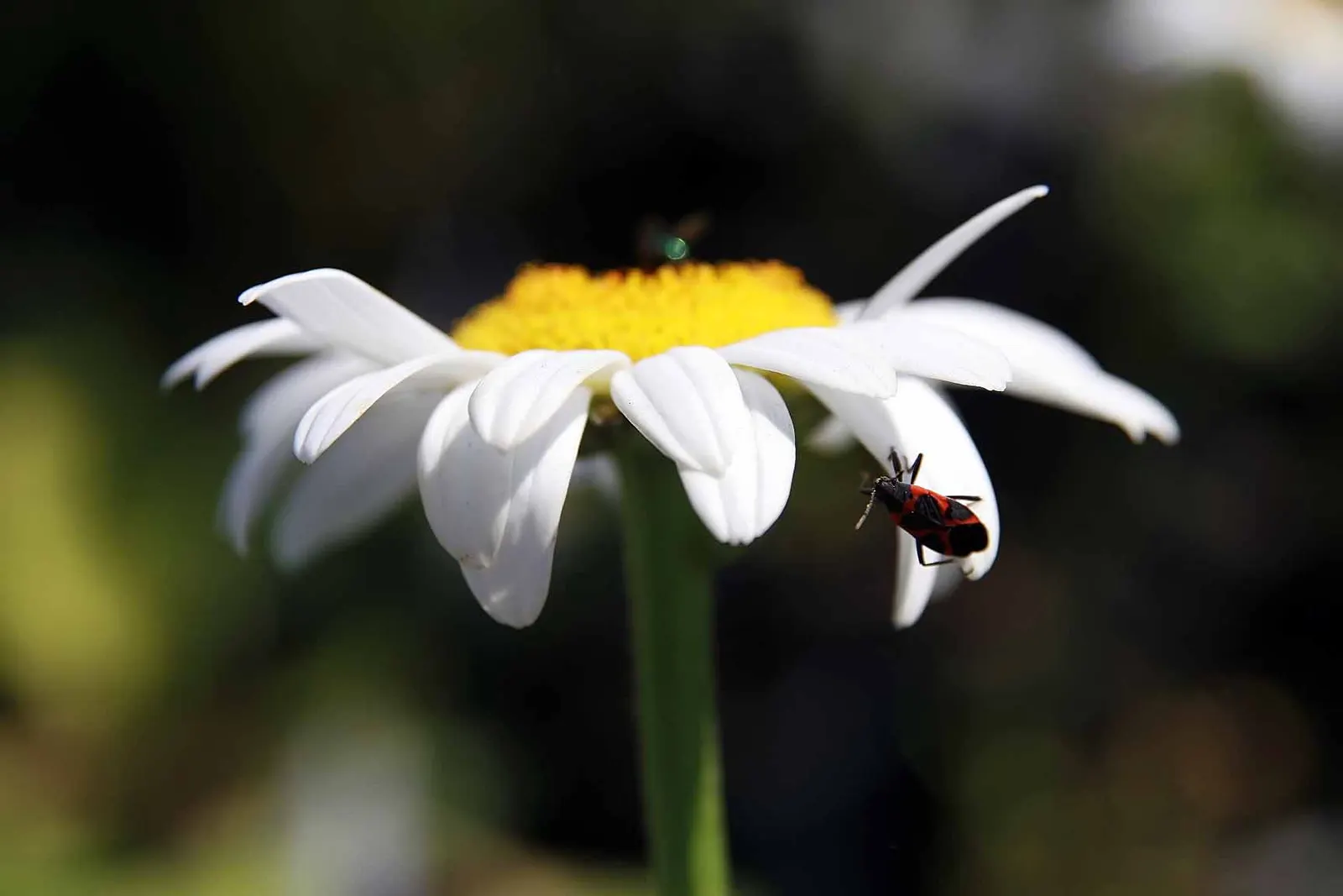 Shasta Daisy (Leucanthemum X Superbum) — This hardy plant requires well-drained soil and benefits from deadheading to promote prolonged flowering, image 77