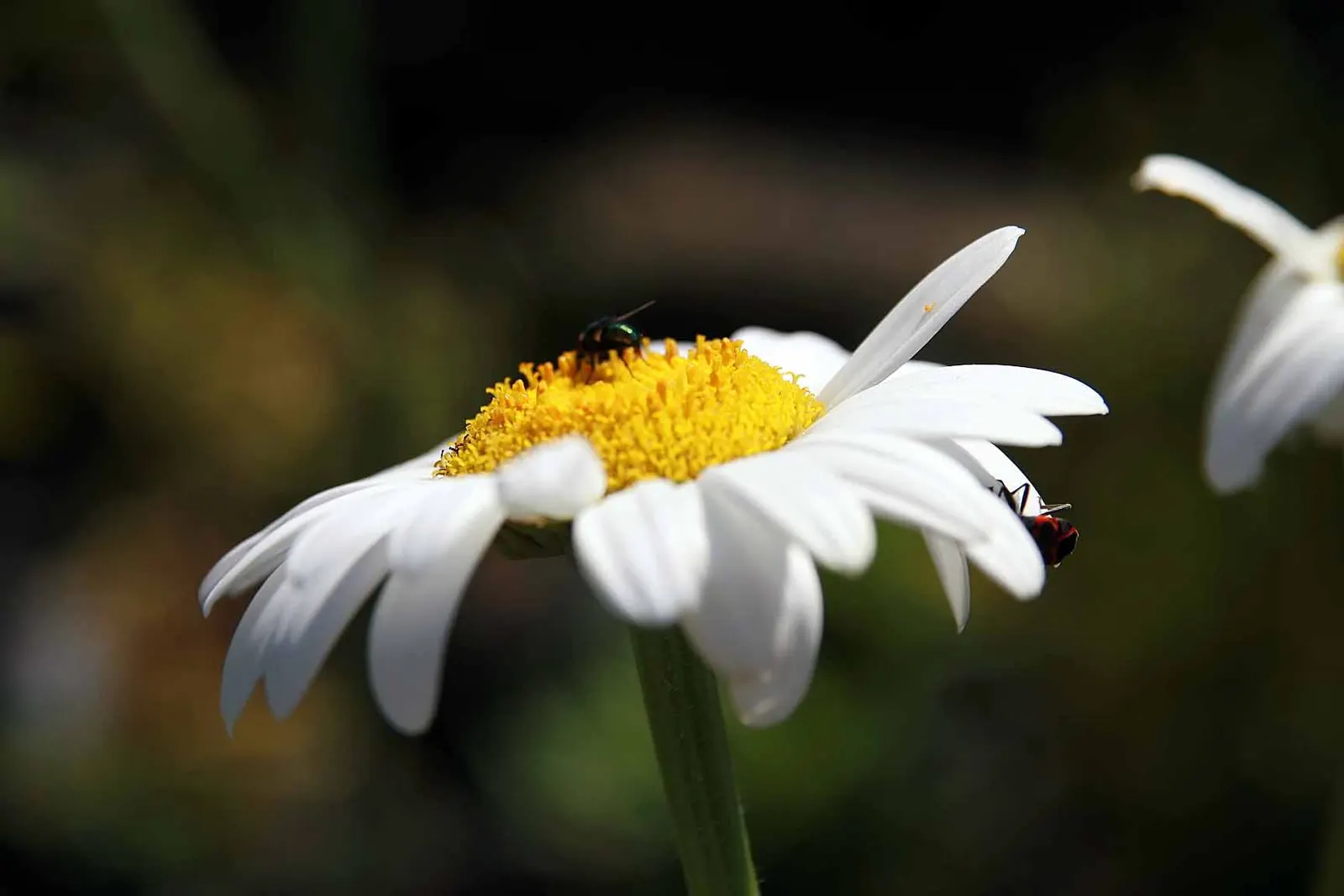 Shasta Daisy (Leucanthemum X Superbum) — Careful division every 2 to 4 years will maintain vigor and prevent overcrowding; perennial for full or, image 69