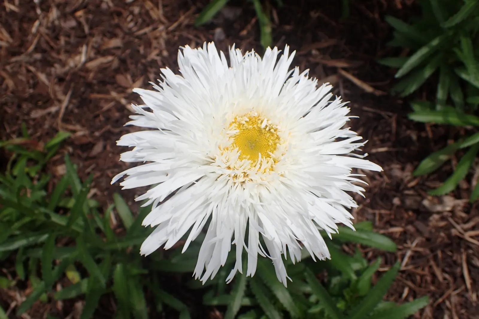 Shasta Daisy (Leucanthemum X Superbum) — measuring between 2 to 3 inches across; shasta Daisies prefer full sun exposure but can tolerate partial shade