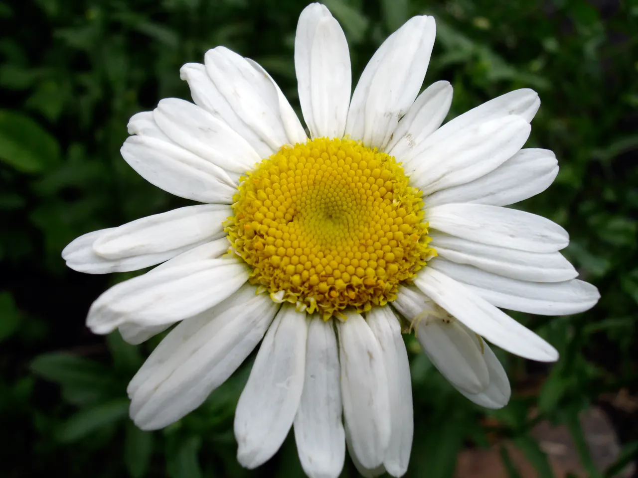 Shasta Daisy (Leucanthemum X Superbum) — Shasta Daisies prefer full sun exposure but can tolerate partial shade; measuring between 2 to 3 inches across