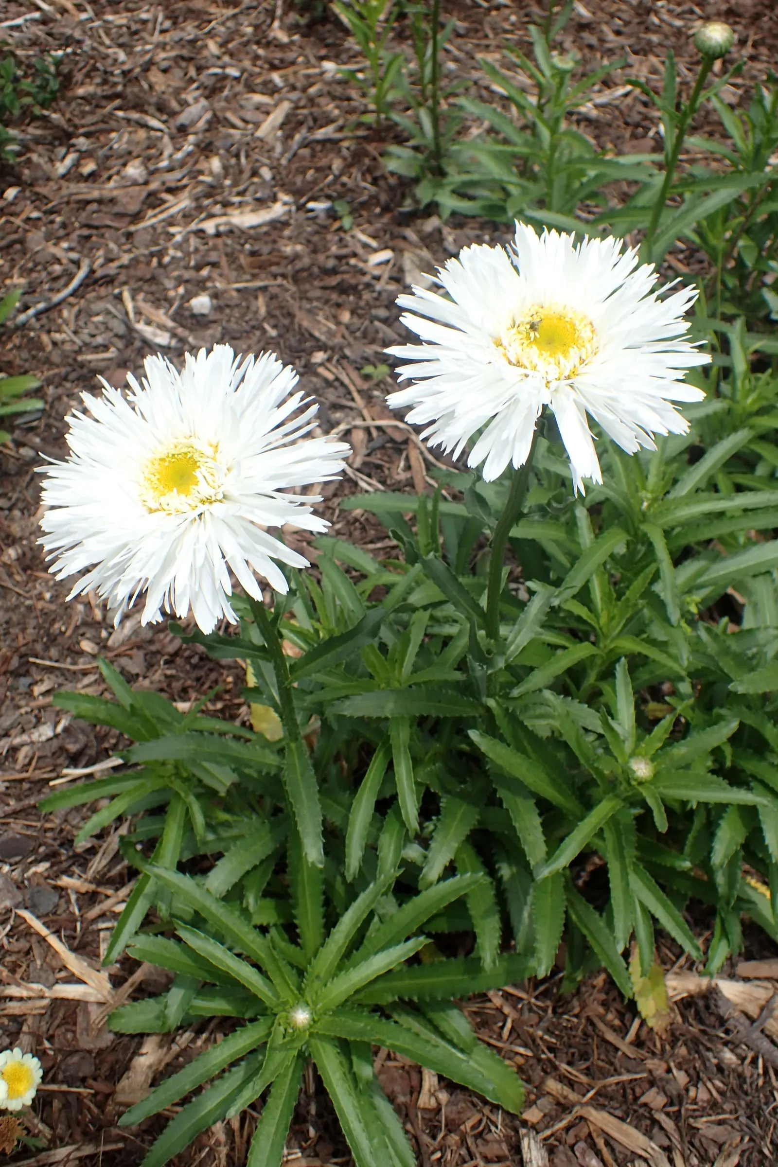 Shasta Daisy (Leucanthemum X Superbum) — Careful division every 2 to 4 years will maintain vigor and prevent overcrowding