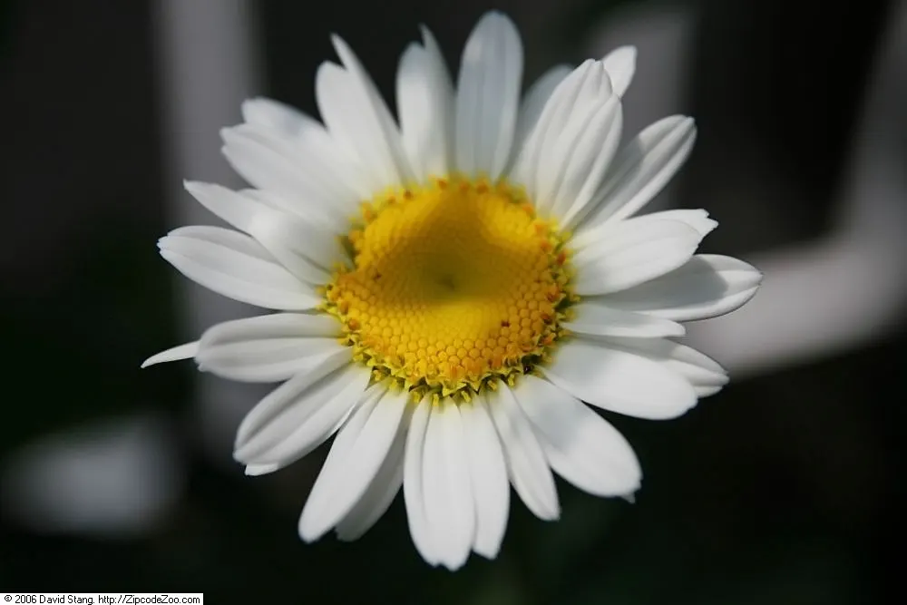 Shasta Daisy (Leucanthemum X Superbum) — perennial for full or half; careful division every 2 to 4 years will maintain vigor and prevent, image 72