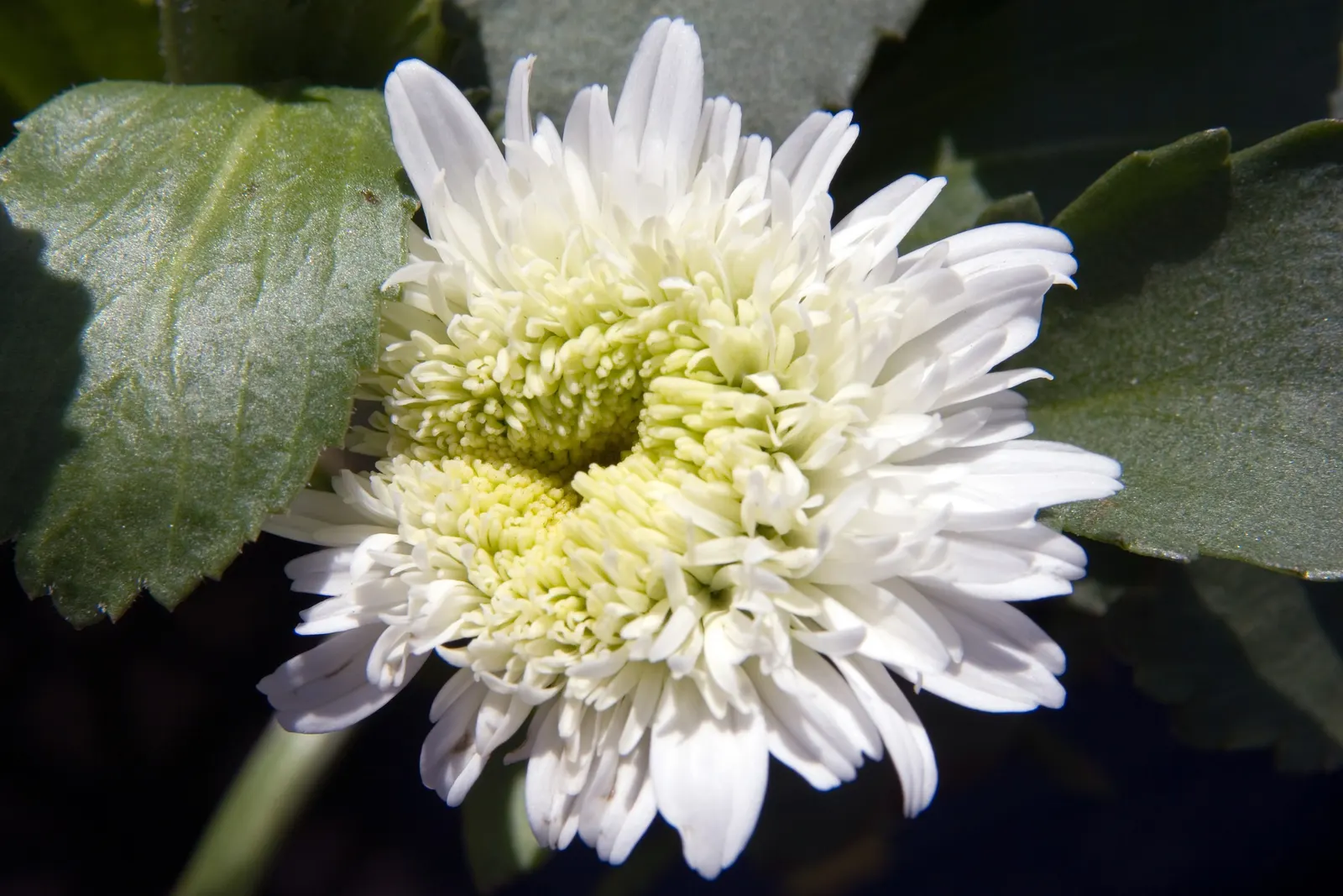 Shasta Daisy (Leucanthemum X Superbum) — Weekly watering is recommended, with increased frequency during dry spells
