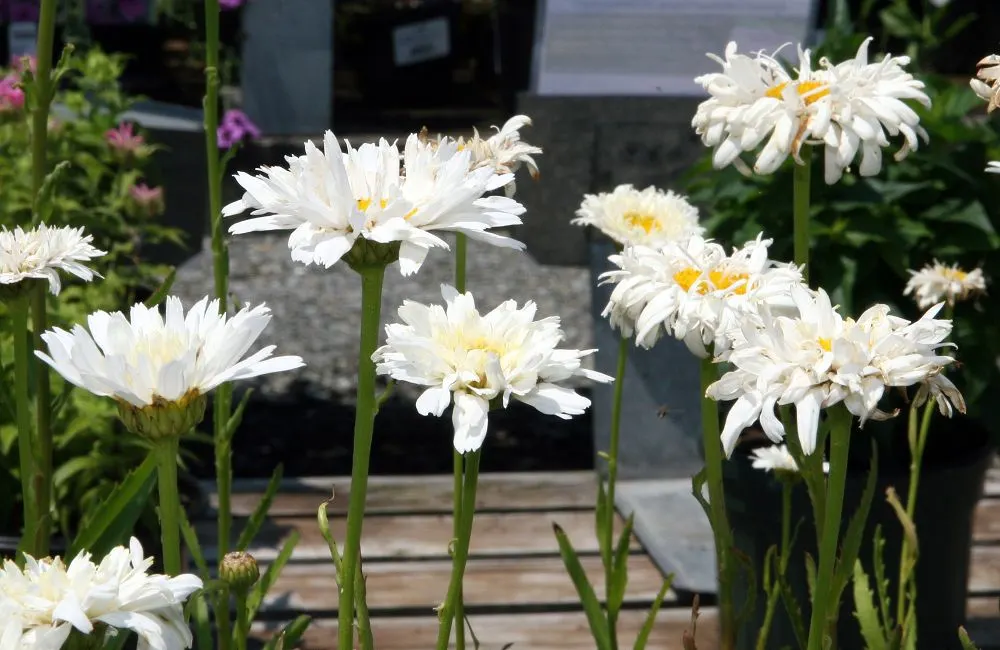 Shasta Daisy (Leucanthemum X Superbum) — multi-colored and white and yellow flowers in the garden