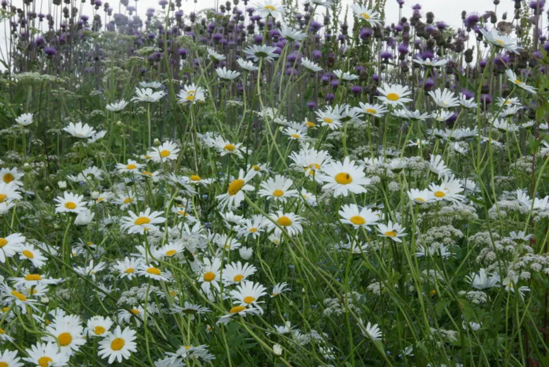 Shasta Daisy (Leucanthemum X Superbum) — Shasta Daisies serve as excellent middle-border plants; making them a practical and enchanting choice for, image 65