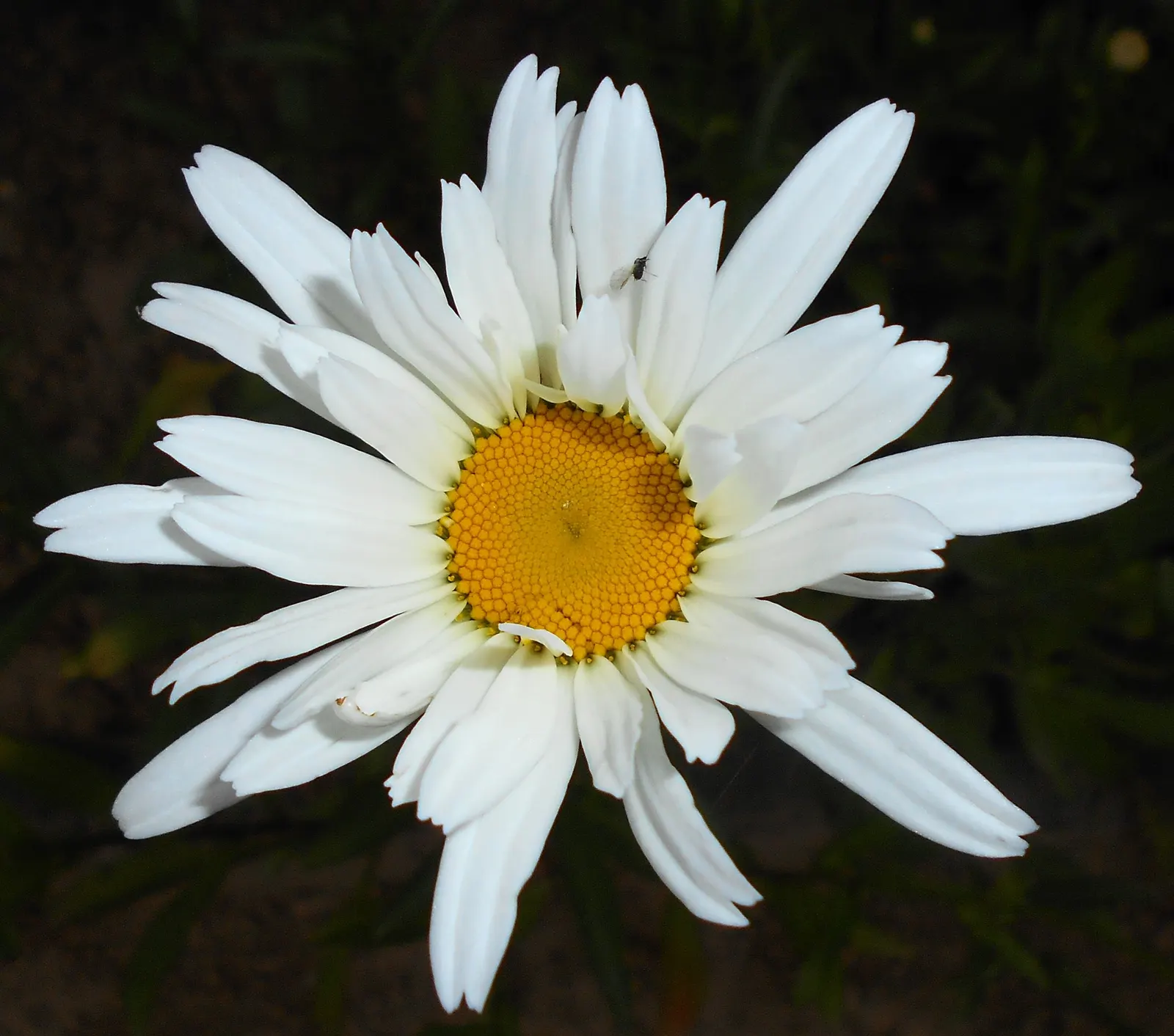Shasta Daisy (Leucanthemum X Superbum) — slow-release fertilizer in the spring is advisable.<br><br>In a landscape design; they thrive in well-draining soil