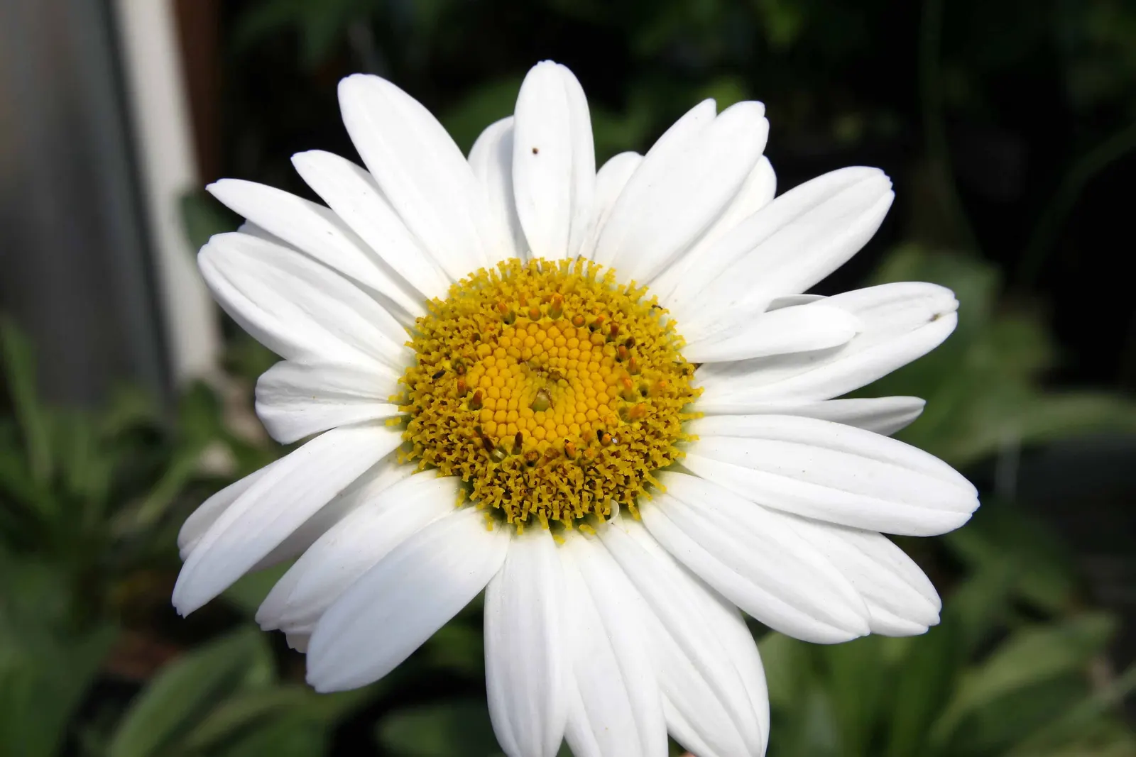 Shasta Daisy (Leucanthemum X Superbum) — create a vibrant display from early summer through late summer; they pair beautifully with other, image 58