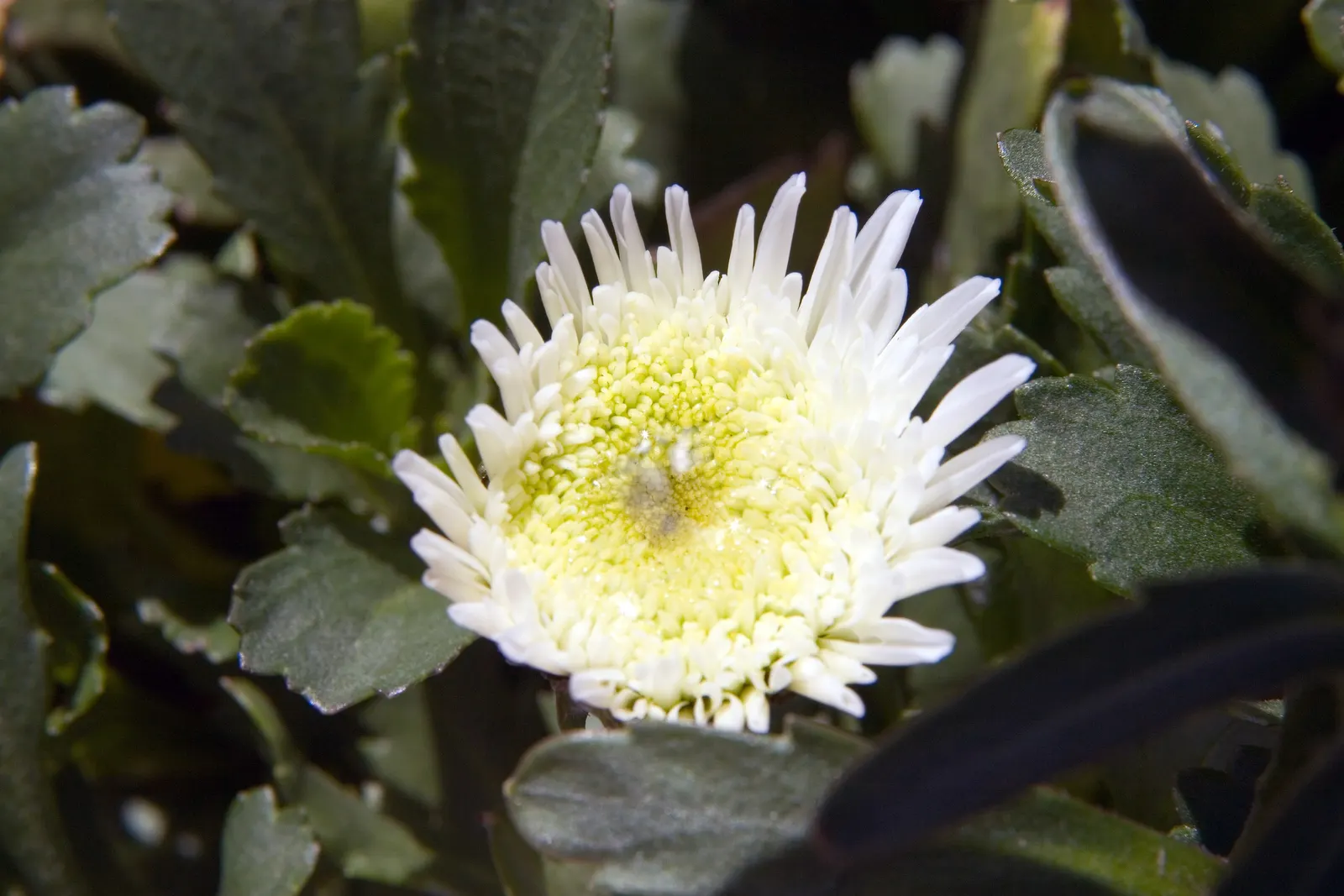 Shasta Daisy (Leucanthemum X Superbum) — It boasts crisp white petals circling a bright yellow core; and occasionally into fall if deadheaded, image 50