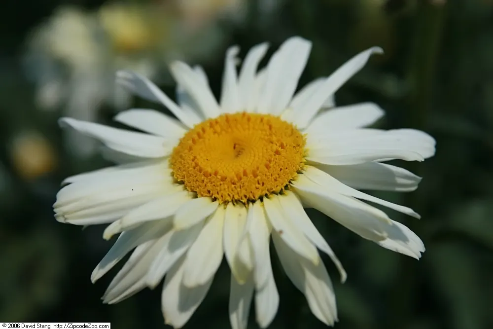Shasta Daisy (Leucanthemum X Superbum) — Shasta Daisies serve as excellent middle-border plants