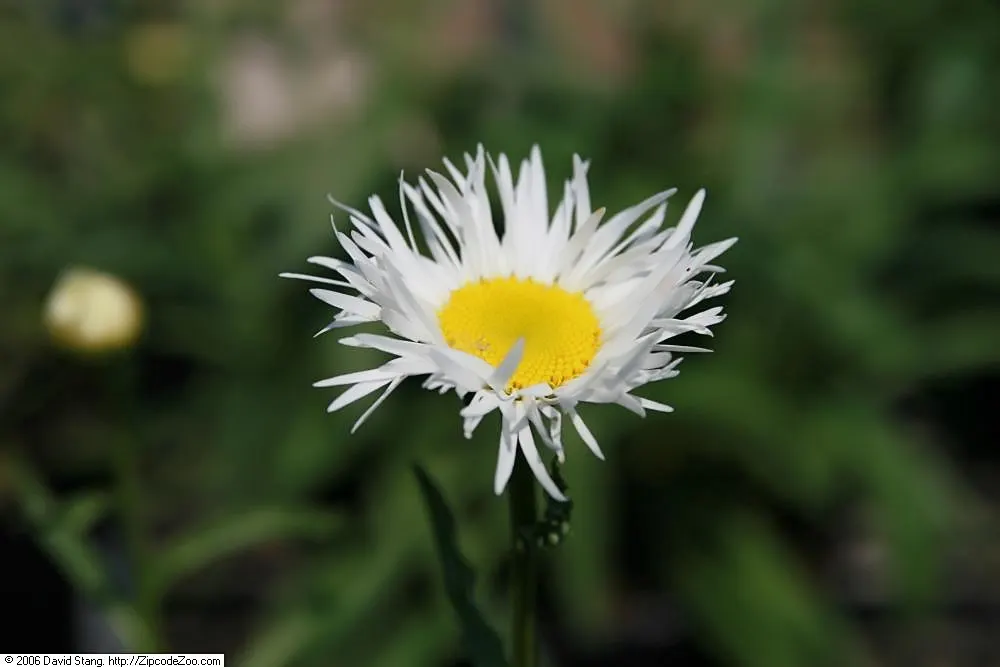 Shasta Daisy (Leucanthemum X Superbum) — This hardy plant requires well-drained soil and benefits from deadheading to promote prolonged flowering; this robust
