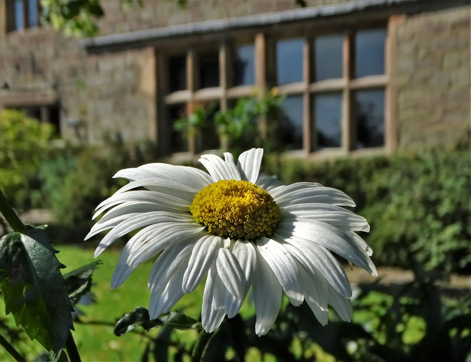 Shasta Daisy (Leucanthemum X Superbum) — They thrive in well-draining soil with a moderate level of fertility; slow-release fertilizer in the, image 61