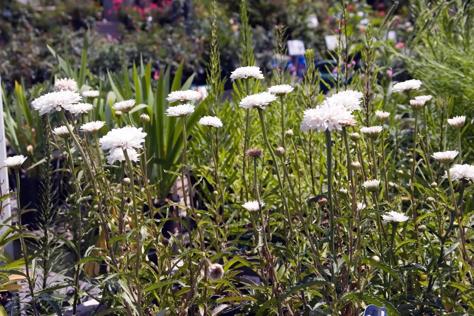Shasta Daisy (Leucanthemum X Superbum) — is a perennial favorite in many gardens due to its classic beauty and ease of care