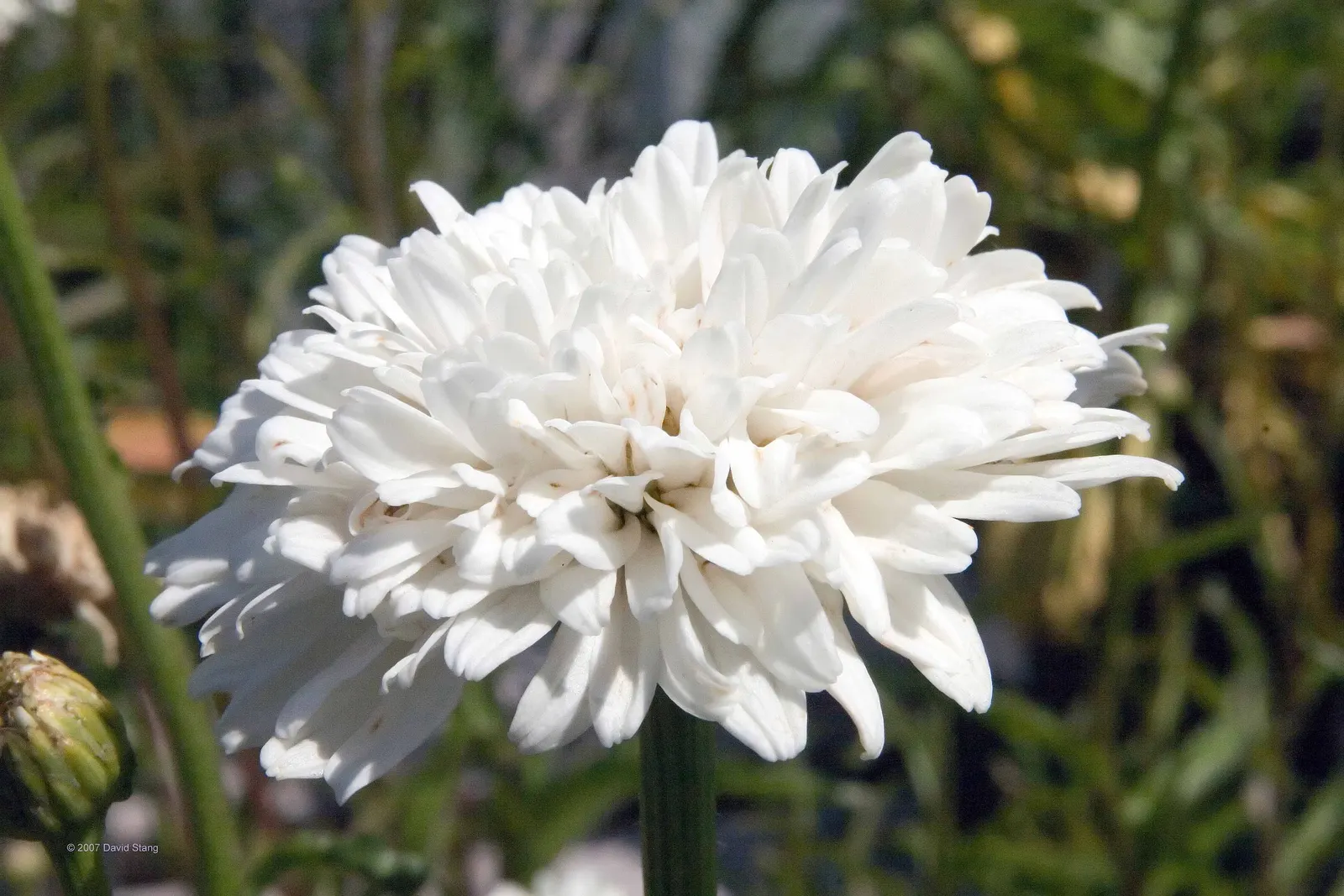 Shasta Daisy (Leucanthemum X Superbum) — Weekly watering is recommended, with increased frequency during dry spells; perennial with multi-colored, image 62