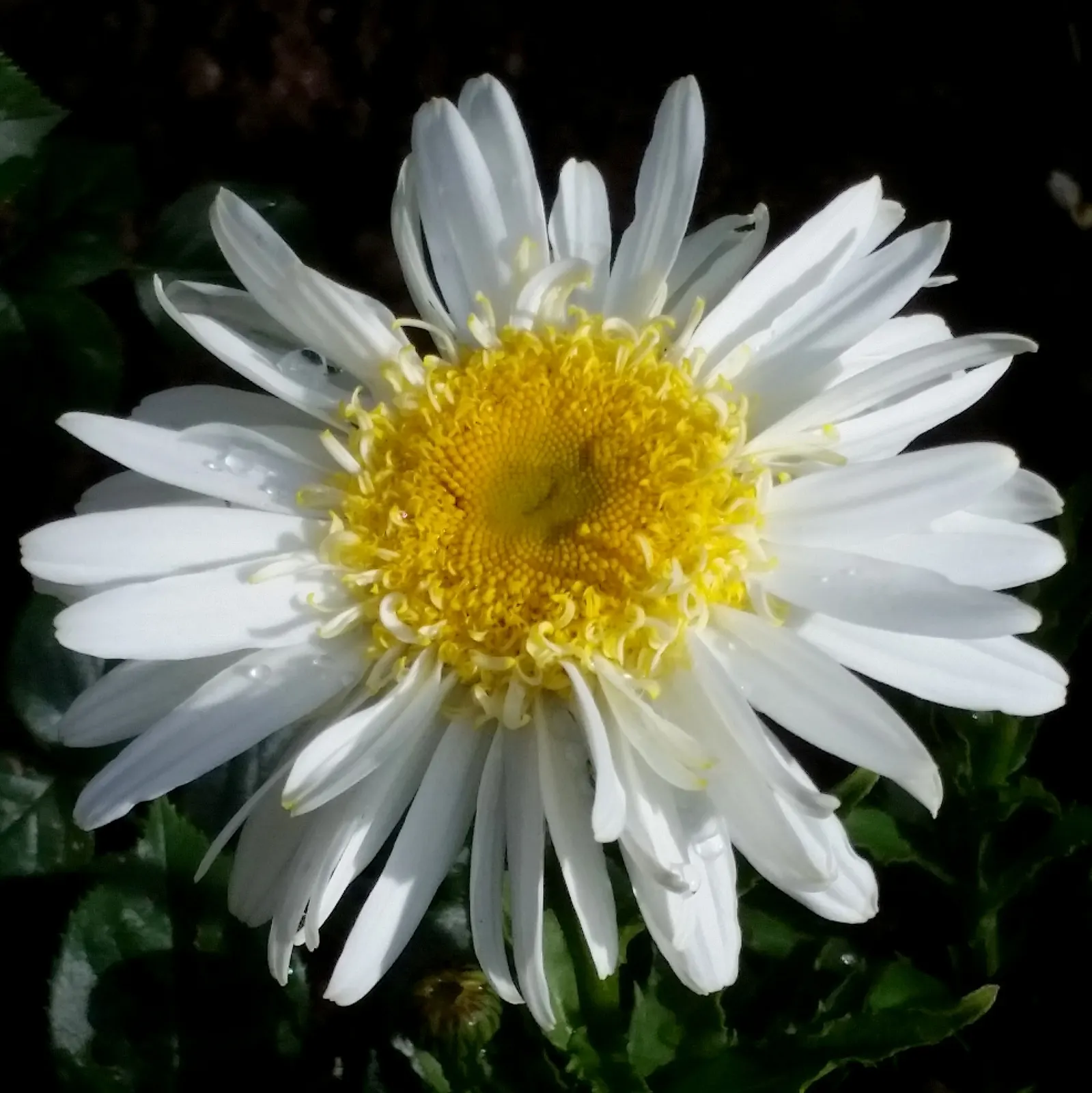 Shasta Daisy (Leucanthemum X Superbum) — perennial with multi-colored and white and yellow blooms