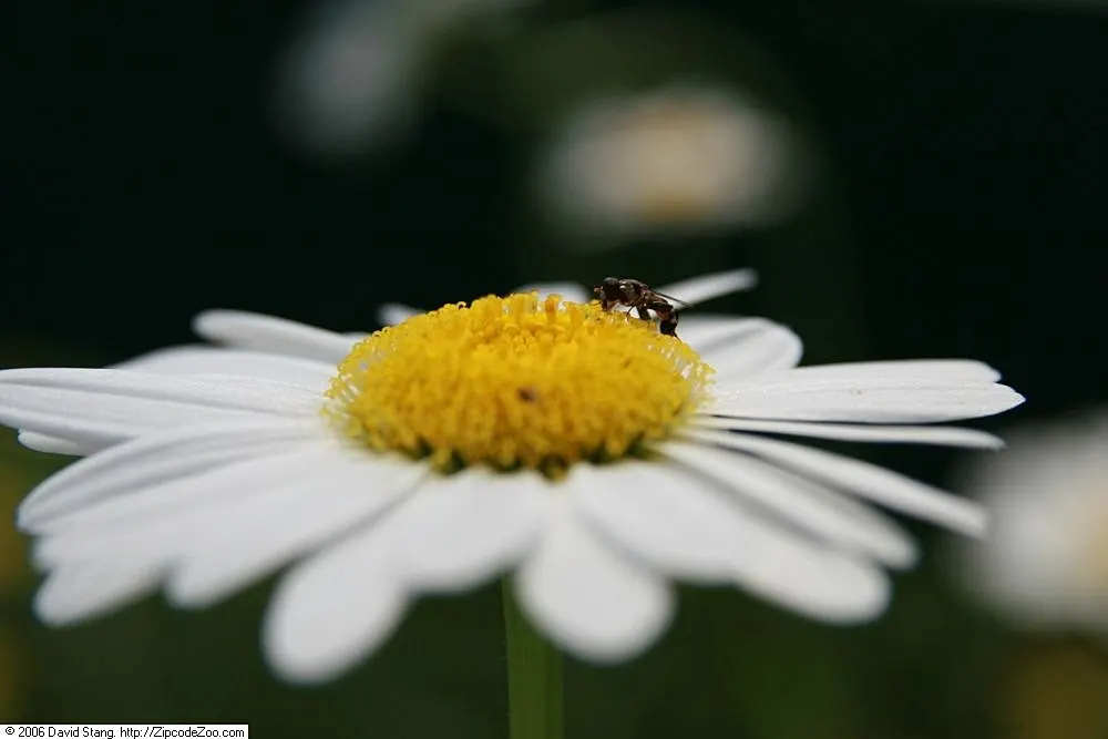 Shasta Daisy (Leucanthemum X Superbum) — They pair beautifully with other perennials such as lavender, coneflowers, and salvia; create a vibrant, image 67