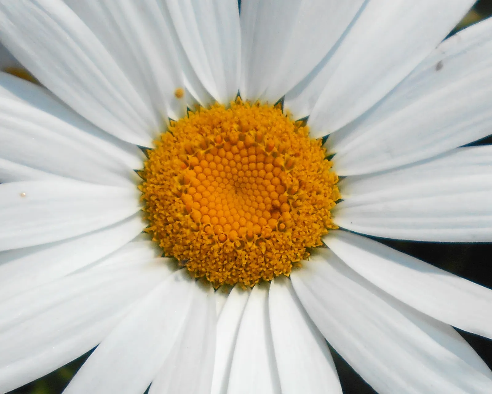 Shasta Daisy (Leucanthemum X Superbum) — Careful division every 2 to 4 years will maintain vigor and prevent overcrowding; perennial for full or half