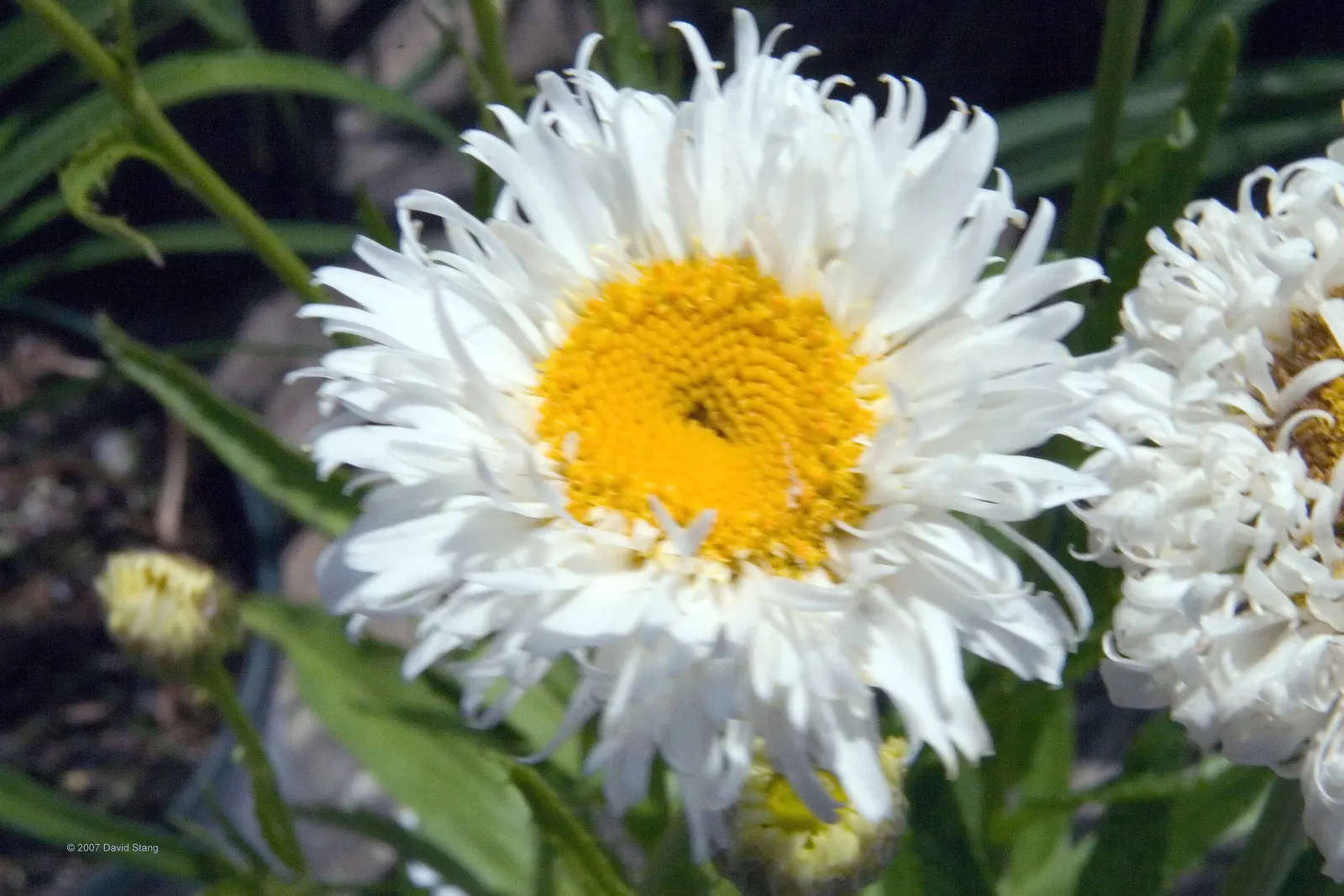 Shasta Daisy (Leucanthemum X Superbum) — Leucanthemum x superbum, commonly known as Shasta Daisy, is a perennial favorite with robust foliage; its bloom season