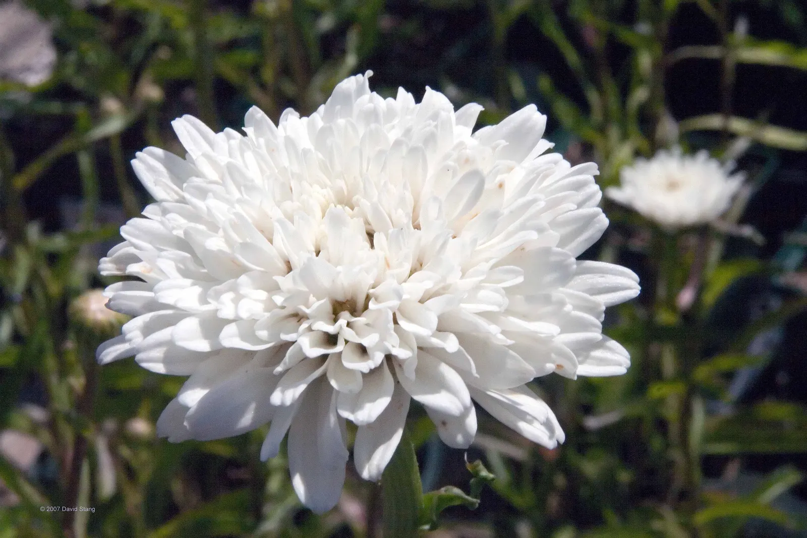 Shasta Daisy (Leucanthemum X Superbum) — They pair beautifully with other perennials such as lavender, coneflowers, and salvia; create a vibrant display from