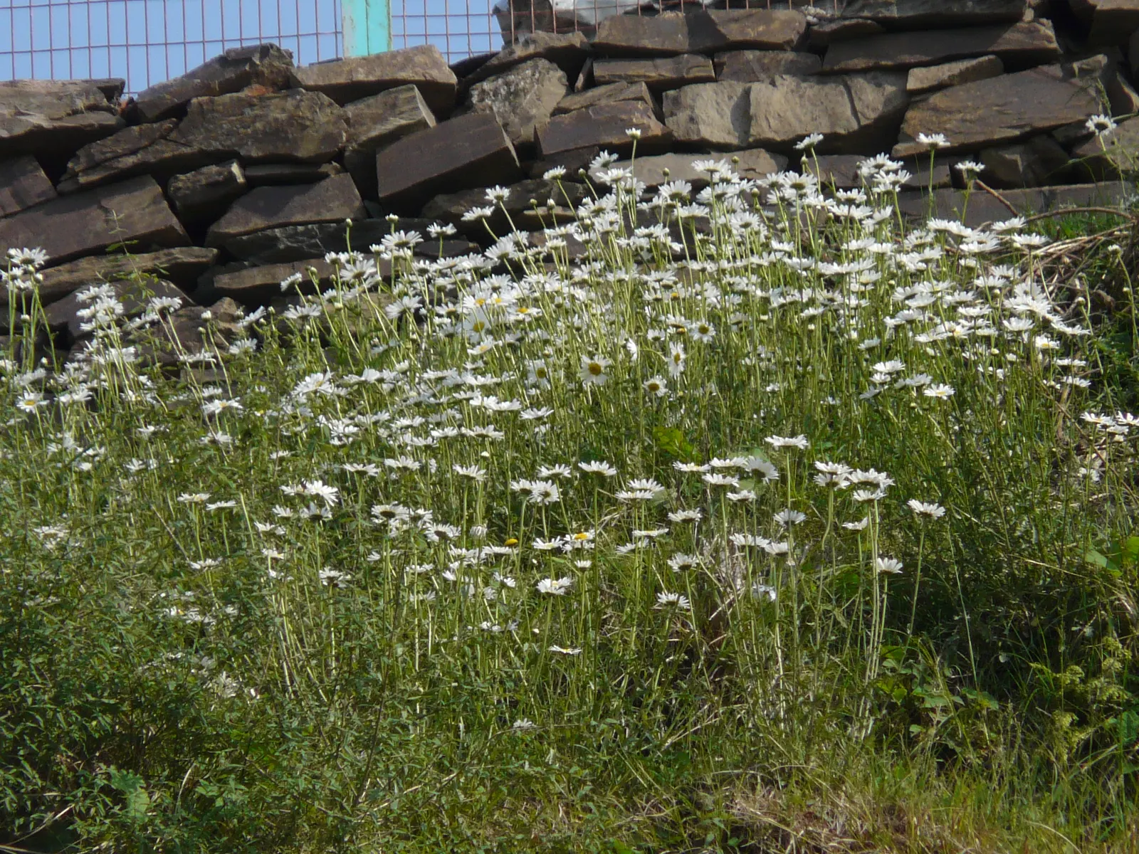 Shasta Daisy (Leucanthemum X Superbum) — slow-release fertilizer in the spring is advisable.<br><br>In a landscape design; they thrive in, image 64