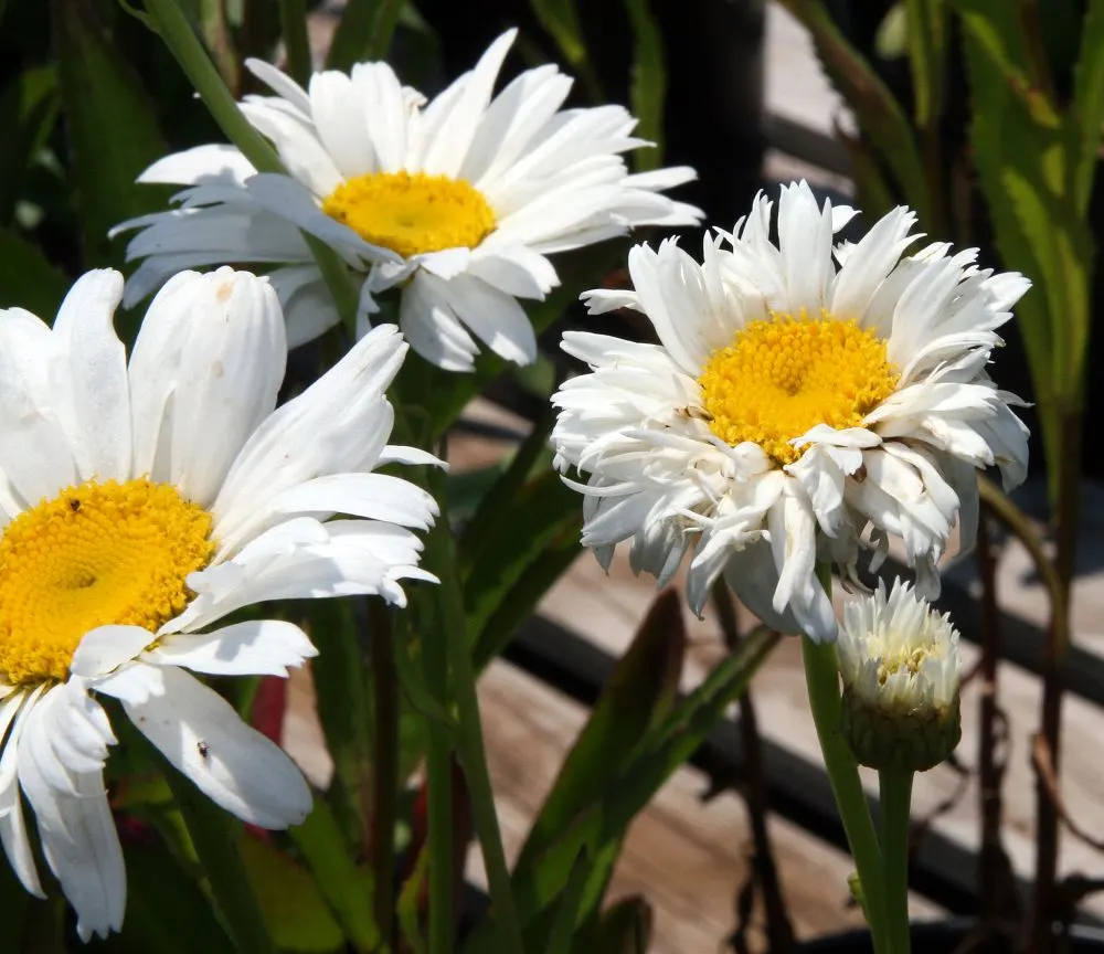 Shasta Daisy (Leucanthemum X Superbum) — They thrive in well-draining soil with a moderate level of fertility; slow-release fertilizer in the spring is