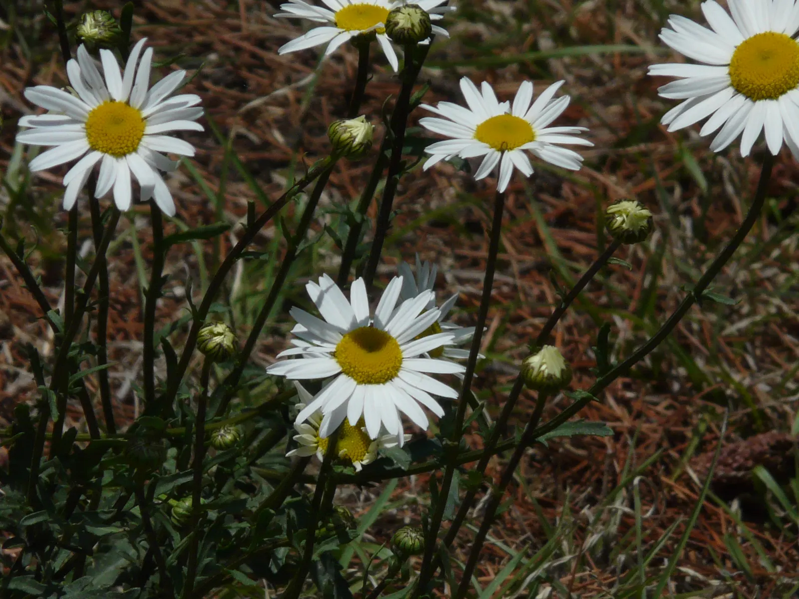Shasta Daisy (Leucanthemum X Superbum) — Shasta Daisies serve as excellent middle-border plants; making them a practical and enchanting choice for any garden