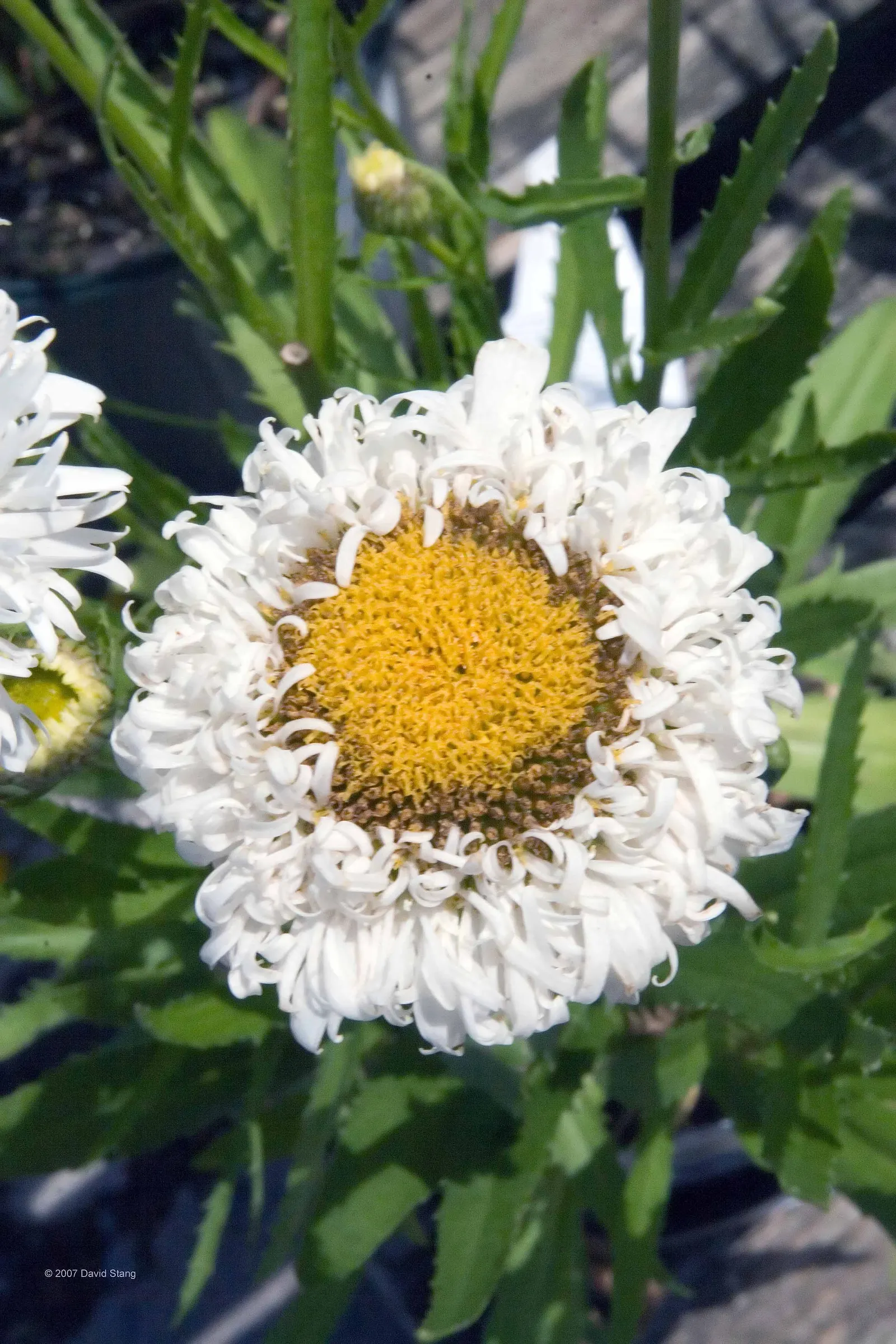 Shasta Daisy (Leucanthemum X Superbum) — create a vibrant display from early summer through late summer; they pair beautifully with other perennials such as