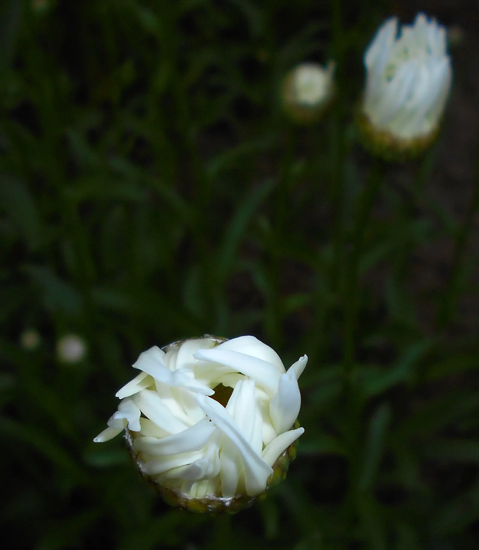 Shasta Daisy (Leucanthemum X Superbum) — Thriving in full sun, it reaches heights of 2-3 feet and spreads up to 2 feet; thanks to their height and, image 75