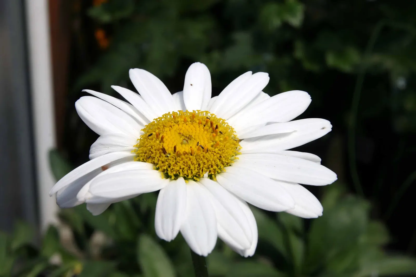 Shasta Daisy (Leucanthemum X Superbum) — is a perennial favorite in many gardens due to its classic beauty and ease of care; multi-colored and, image 55