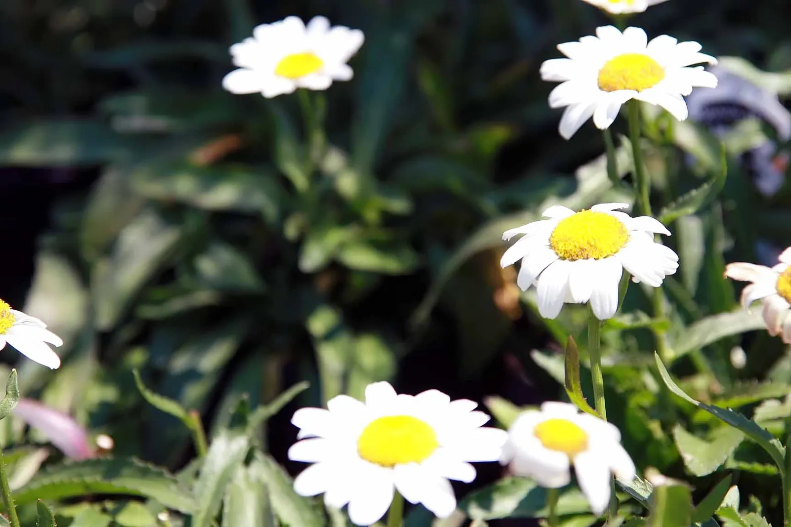 Shasta Daisy (Leucanthemum X Superbum) — thanks to their height and bushy foliage