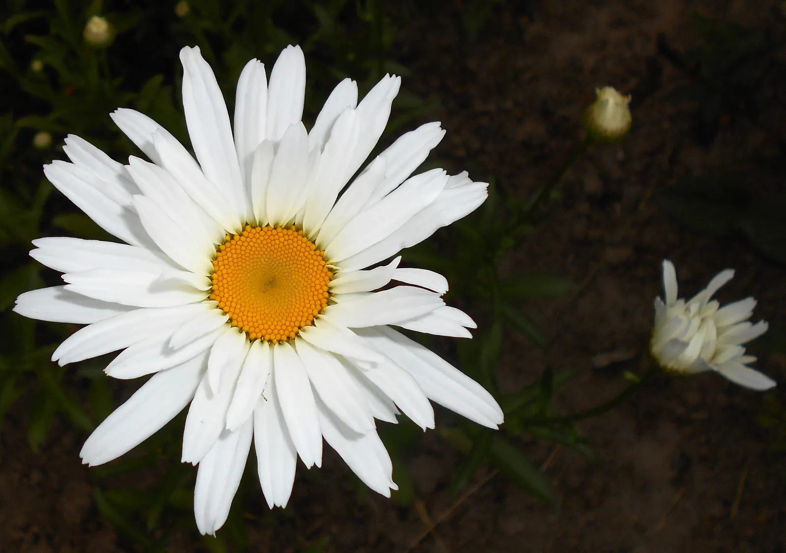 Shasta Daisy (Leucanthemum X Superbum) — It boasts crisp white petals circling a bright yellow core
